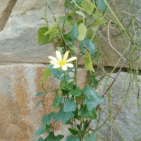 Senecio macroglossus
