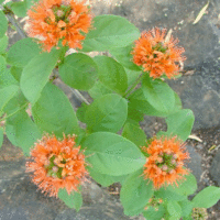 Combretum bracteosum