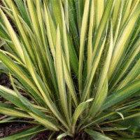 Yucca flaccida 'Garland Gold'