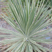 Yucca aloifolia 'Marginata'