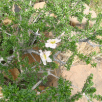 Rhigozum trichotomum