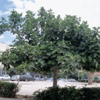 Ficus carica