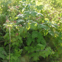 Rubus ursinus