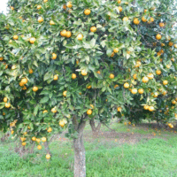 Citrus species