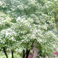 Macadamia ternifolia