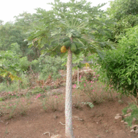 Carica papaya