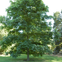 Carya illinoinensis