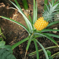 Ananas comosus