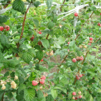 Rubus idaeus