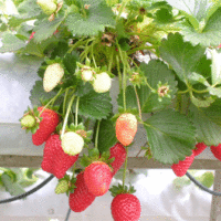 Fragaria x ananassa