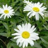 Chrysanthemum maximum