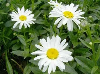 Chrysanthemum maximum