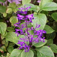 Plectranthus ecklonii