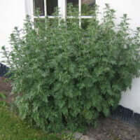 Artemisia absinthium
