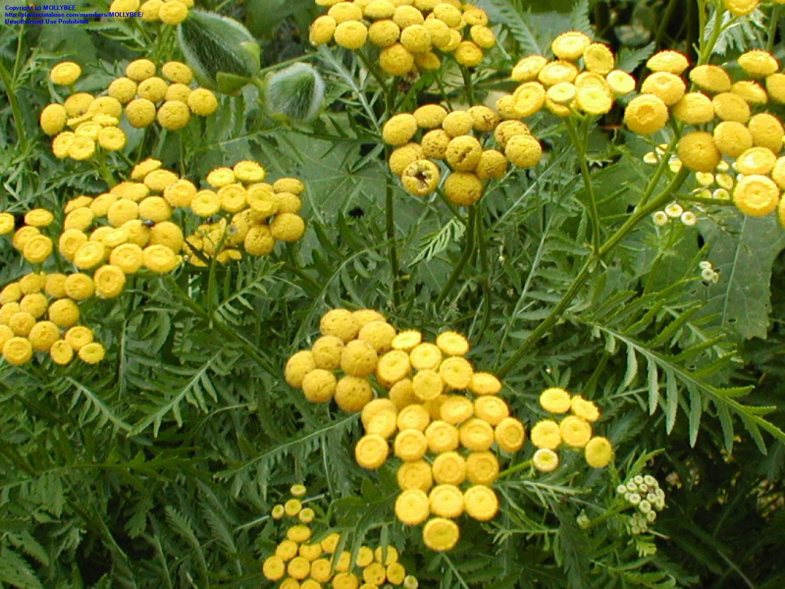 Tanacetum vulgare