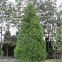 Thuja occidentalis