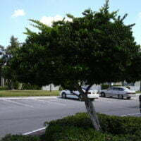 Ligustrum species