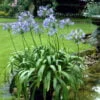 Agapanthus africanus species