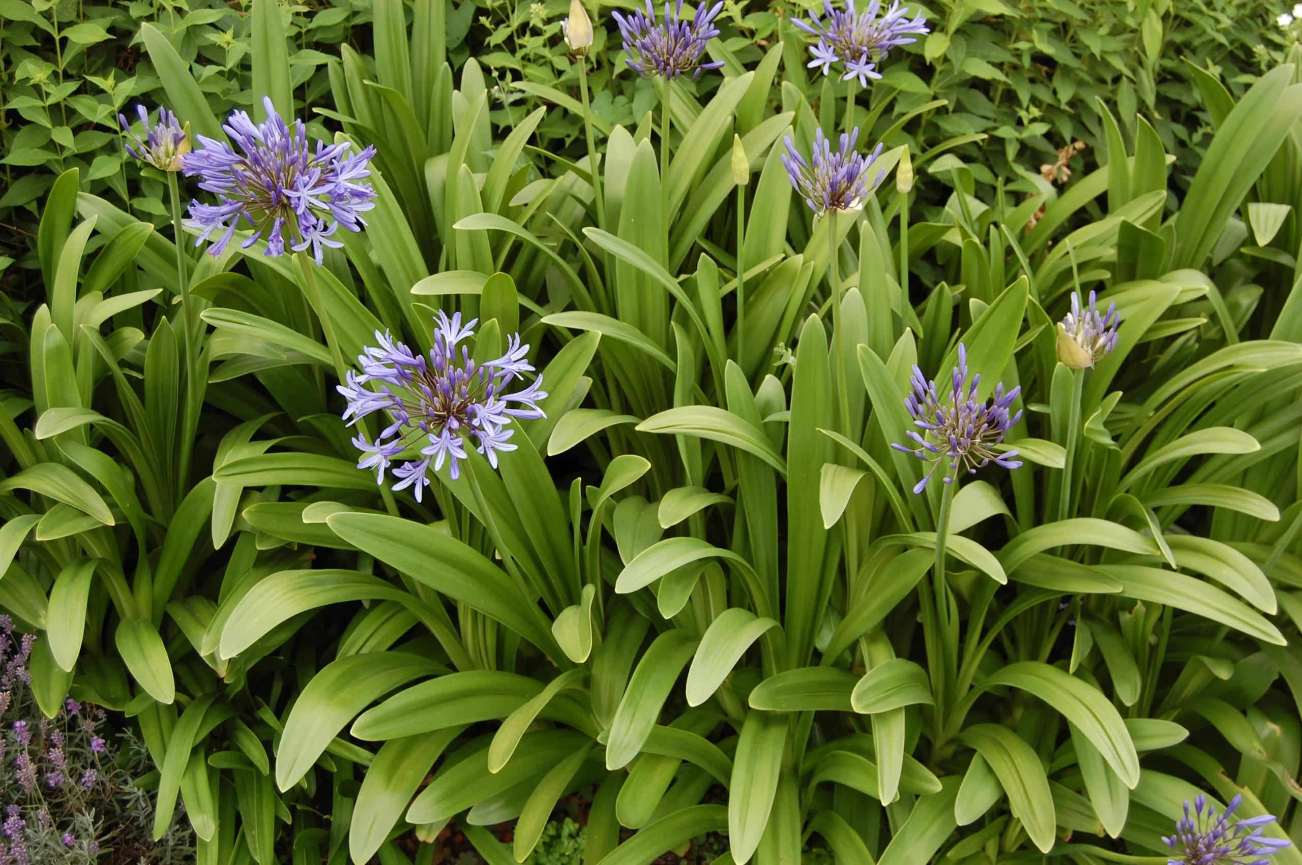 Agapanthus praecox species