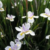 Dietes spieces