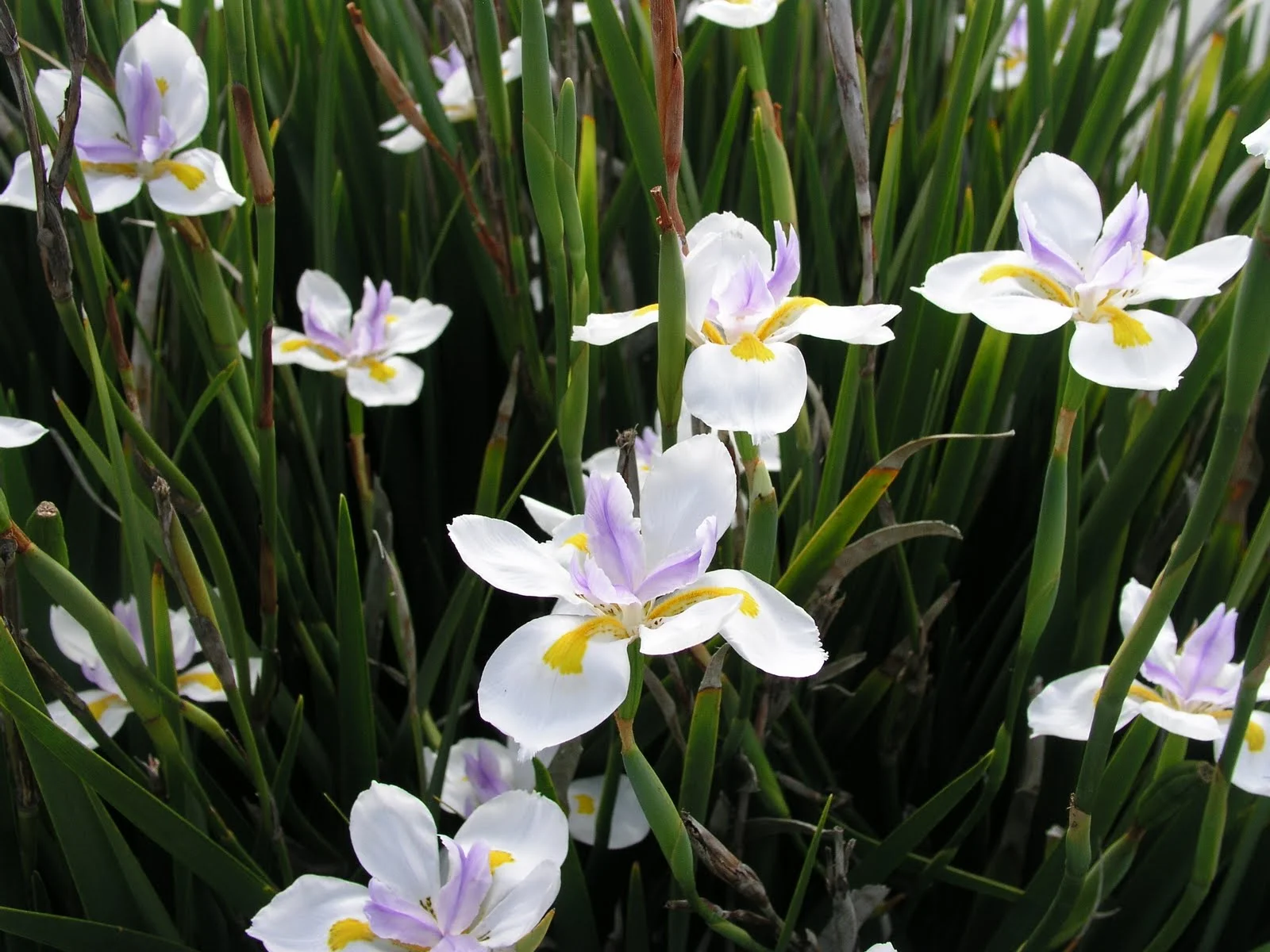 Dietes spieces