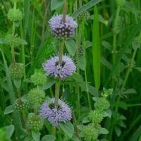 Mentha pulegium