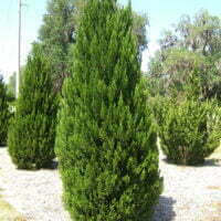 Juniperus species