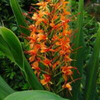 Hedychium species