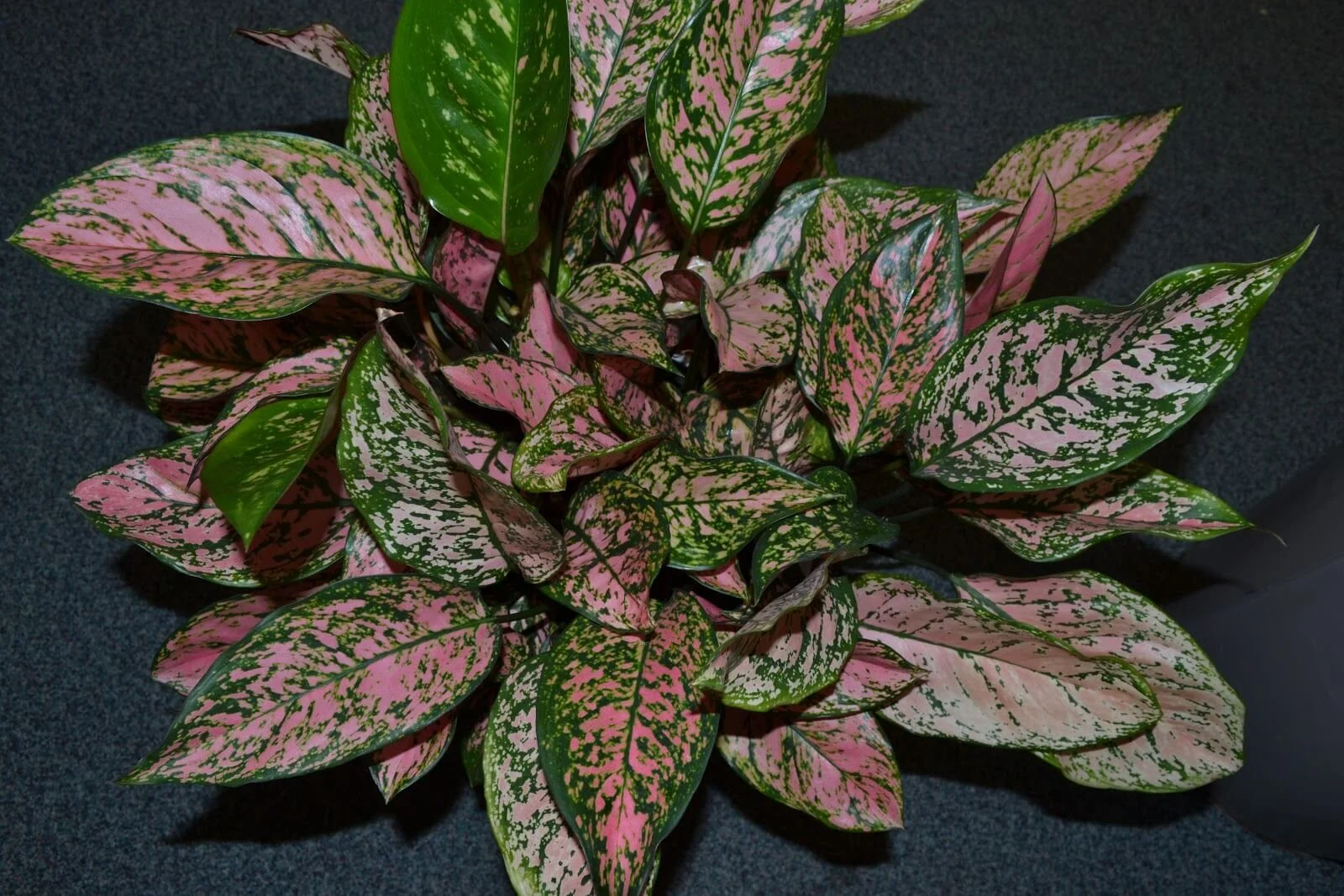 Hypoestes phyllostachya