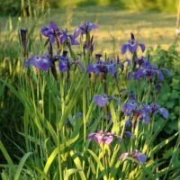 Iris species