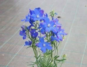 Delphinium grandiflorum