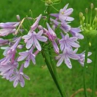 Agapanthus Lilac Beauty PBR