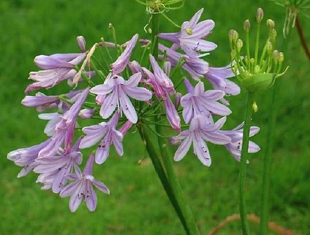 Agapanthus Lilac Beauty PBR
