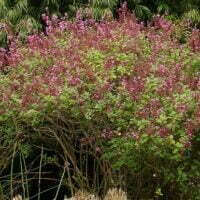 Hemizygia obermeyerae