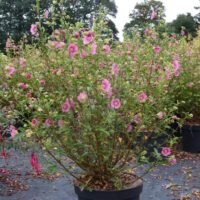 Anisodontea scabrosa Miss Pinky PBR