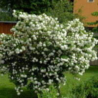 Viburnum opulus 'Roseum'