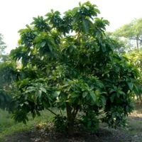 Barringtonia racemosa