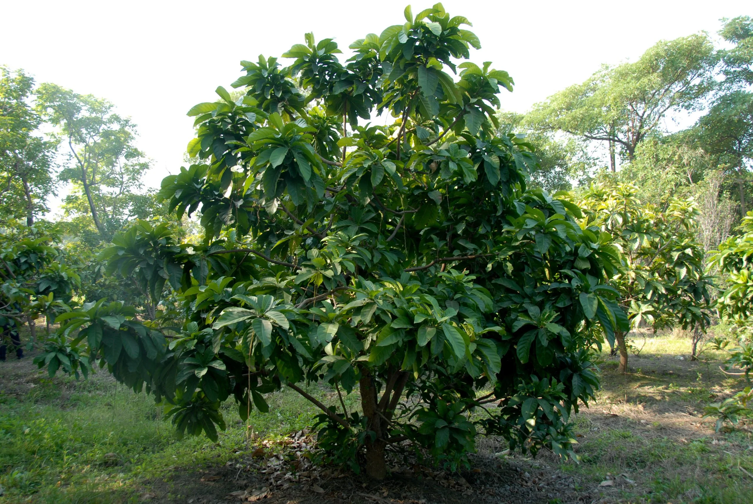 Barringtonia racemosa