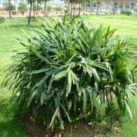 Rhapis excelsa