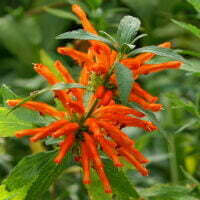 Leonotis leonurus var. leonurus