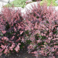 Berberis thunbergii 'Rose Glow'