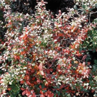 Berberis x media 'Parkjuweel'