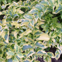 Bougainvillea Bambino TM Jellybene PBR