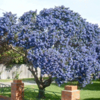 Ceanothus papillosus var. roweanus