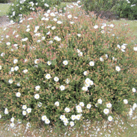 Cistus x hybrids and species