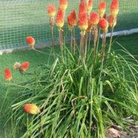 Kniphofia praecox