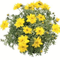 Bidens ferulifolia Tweetie PBR & TM