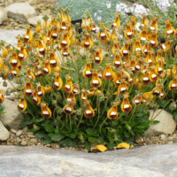 Calceolaria species