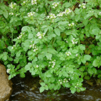 Nasturtium officinale