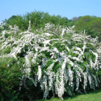 Spiraea species